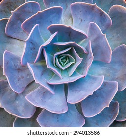 Rectangular arrangement of succulents; cactus succulents in a planter