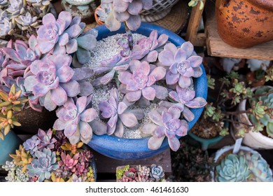 Rectangular arrangement of succulents; cactus succulents in a planter