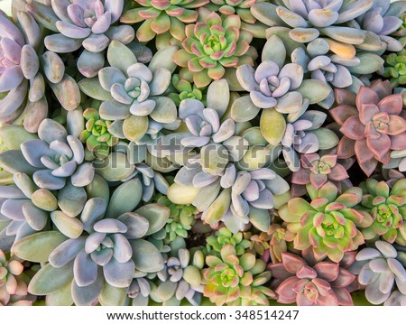 Rectangular arrangement of succulents; cactus succulents in a planter