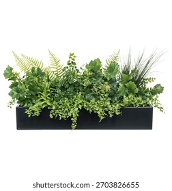 Rectangular black planter containing various ornamental plants and grasses with different textures and heights, ideal for contemporary landscape design isolated on white background