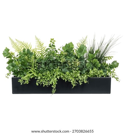 Rectangular black planter containing various ornamental plants and grasses with different textures and heights, ideal for contemporary landscape design isolated on white background
