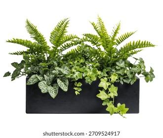 Rectangular black planter filled with assorted green foliage houseplants, including ferns and variegated ivy, isolated on white background for gardening, decor, or interior design use