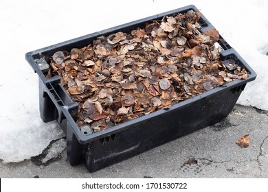 Rectangular Bucket Full Of Leaves For Compost 