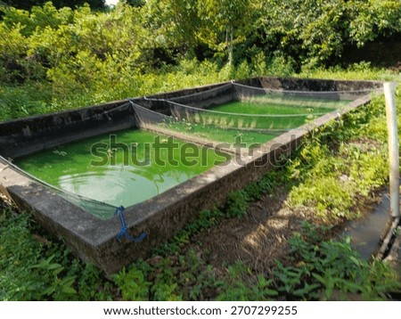 A rectangular concrete fish tank for small-scale aquaculture, filled with green water from an algae bloom and covered by a protective net in a grassy, natural setting.