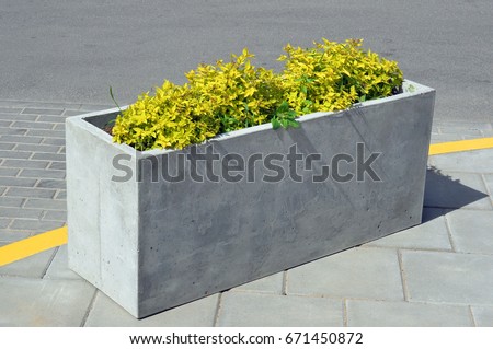 Image, Stock Photo Concrete flower pots with pansies in yellow and purple form line pattern in the sun