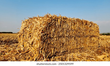 A rectangular corn stalk bale in a corn field after harvesting in the month August 
