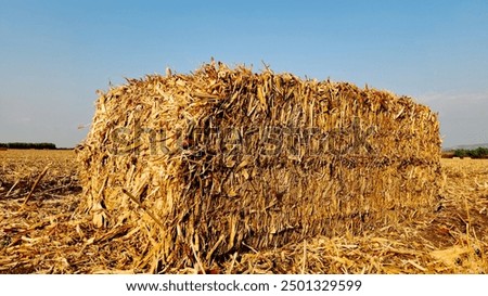 A rectangular corn stalk bale in a corn field after harvesting in the month August 