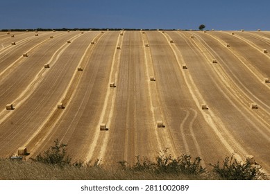 Rectangular hay bales arranged in lines on a freshly harvested field in the summer sun