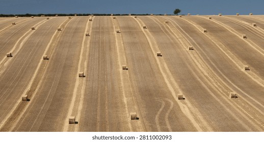 Rectangular hay bales arranged in lines on a freshly harvested field in the summer sun