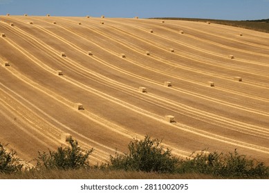 Rectangular hay bales arranged in lines on a freshly harvested field in the summer sun