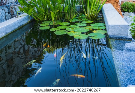 Rectangular homemade concrete pond with young colorful koi and water flowers. Backyard design element. Country lifestyle