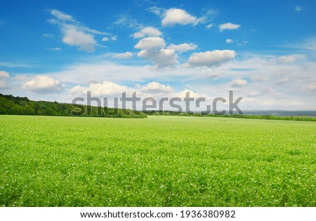 Rectangular landscape with green pea field and blue sky.