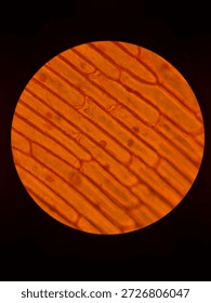 Rectangular Onion Epidermal Cells Stained with Safranin Showing Clear Nuclei