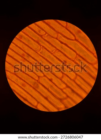 Rectangular Onion Epidermal Cells Stained with Safranin Showing Clear Nuclei