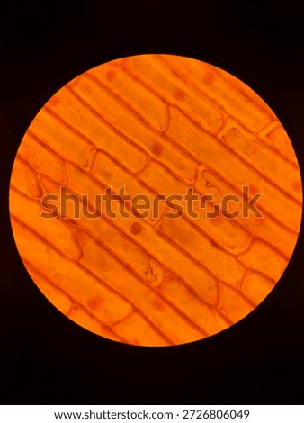 Rectangular Onion Epidermal Cells Stained with Safranin Showing Clear Nuclei