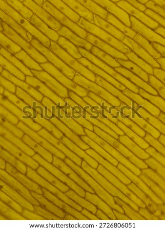 Rectangular Onion Epidermal Cells Stained with Safranin Showing Clear Nuclei