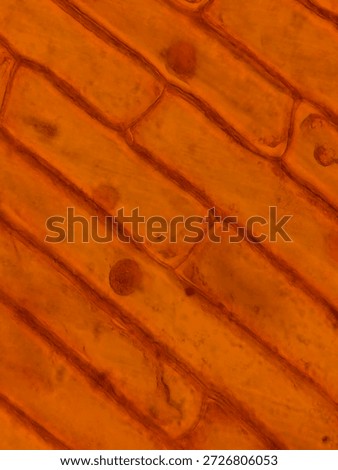 Rectangular Onion Epidermal Cells Stained with Safranin Showing Clear Nuclei
