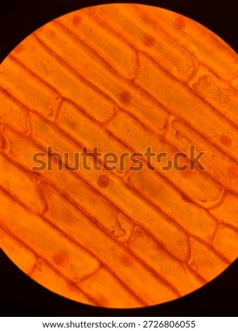 Rectangular Onion Epidermal Cells Stained with Safranin Showing Clear Nuclei