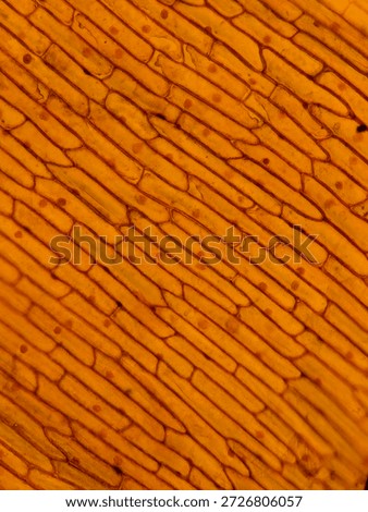 Rectangular Onion Epidermal Cells Stained with Safranin Showing Clear Nuclei