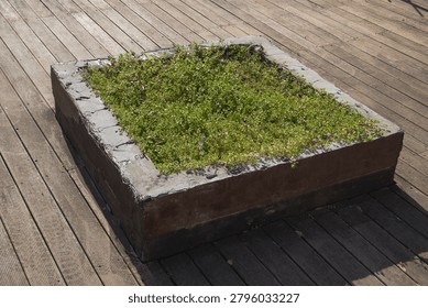Rectangular planter box with green ground cover plants placed on a wooden deck in an urban outdoor setting