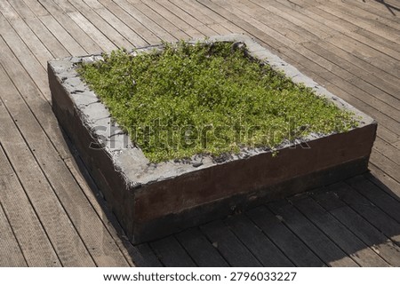 Rectangular planter box with green ground cover plants placed on a wooden deck in an urban outdoor setting