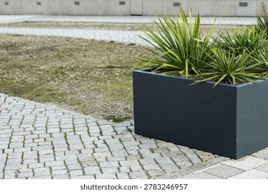 Rectangular planter filled with spiky green plants placed on a cobblestone path, with patches of grass and a modern urban environment in the background
