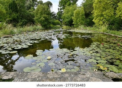 Rectangular stone pond filled with blooming water lilies and lily pads in a serene English country garden