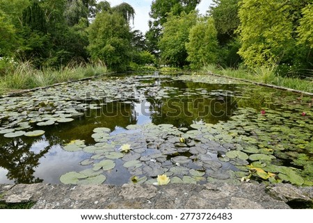 Rectangular stone pond filled with blooming water lilies and lily pads in a serene English country garden