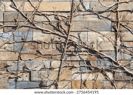 Rectangular stone wall tiles in earthy tones. Tangled, dry vine branches cover the surface. Sunlight accentuates stone and vine textures. Natural, textured background for design use