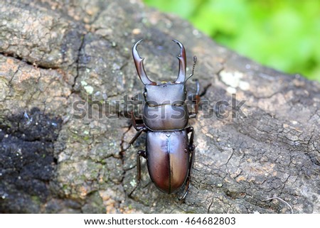 Rectus stag beetle (Dorcus rectus) in Japan