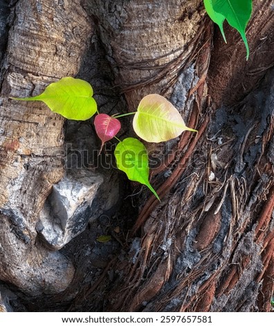 Recurrence in the same place