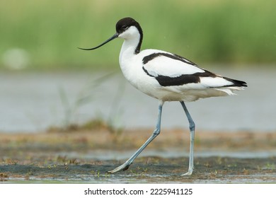 Recurvirostra avosetta or pied avocet adult walking on a mud plain next to the water
