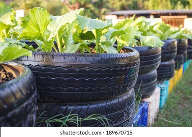 recycle of tire used in organic vegetable farm