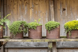 Jardin D'herbes Recyclées, Herbes Cultivées Dans Des Boîtes De Conserve Rouillées