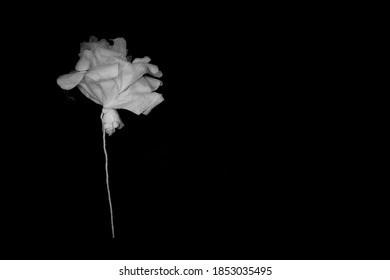 バラ イラスト 白黒 の写真素材 画像 写真 Shutterstock