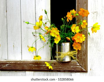 Recycled tin with yellow cosmos. Yellow cosmos in a recycled can on a semi closed window.   - Powered by Shutterstock