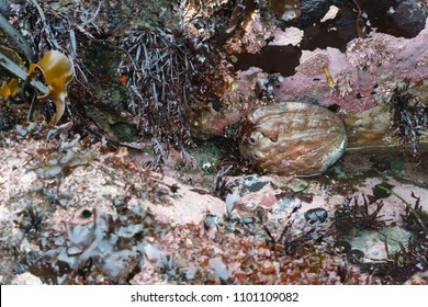 Red Abalone In Low Tide