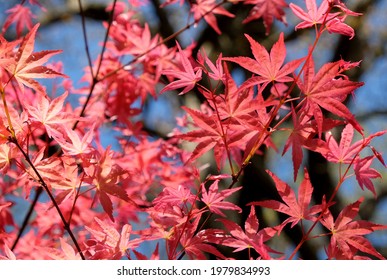 Red Acer Palmatum In Leaf