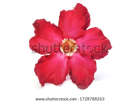 Red Adenium flower (Adenium obesum) or Desert rose, Mock Azalea, Pinkbignonia or Impala lily or Kemboja jepang, isolated on white background.