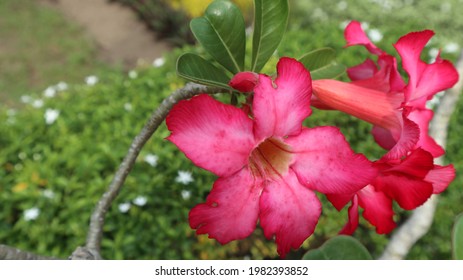 Red Adenium Obesum Flower Beautiful Perfect Stock Photo 1982393852 ...