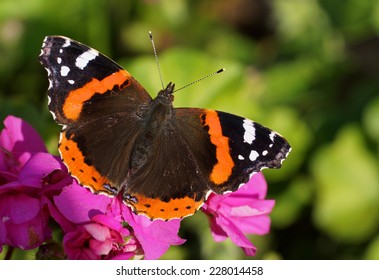 Red Admiral Butterfly