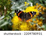 Red Admiral butterfly collecting nectar 