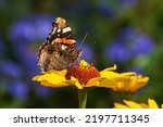 Red admiral butterfly feeding with flower nectar ( Vanessa atalanta )