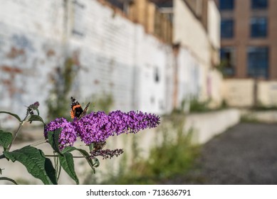 A Red Admiral Butterfly Feeding On A Buddleja Flower Amid Urban Decay.