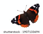 Red Admiral butterfly. Insect on a white background. Isolated. Free space. View from above.