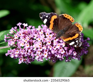 Red admiral butterfly on buddlia flower