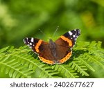 Red Admiral Butterfly on a Fern