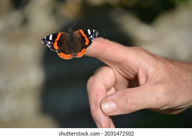 Red Admiral Butterfly On Finger