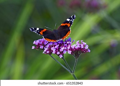 Red Admiral Butterfly On A Verbena Bonariensis