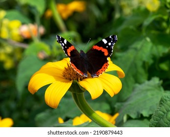 Red admiral butterfly on a yellow sunflower - Shutterstock ID 2190879443